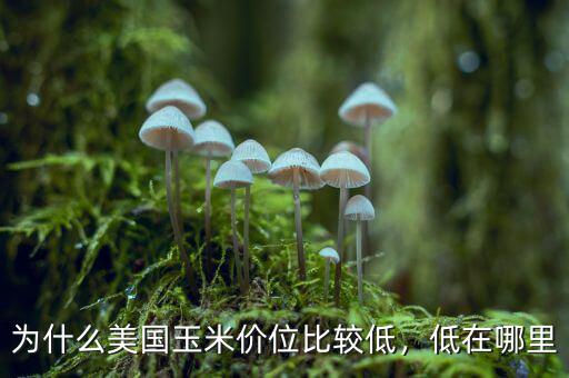 為什么美國(guó)玉米價(jià)位比較低，低在哪里
